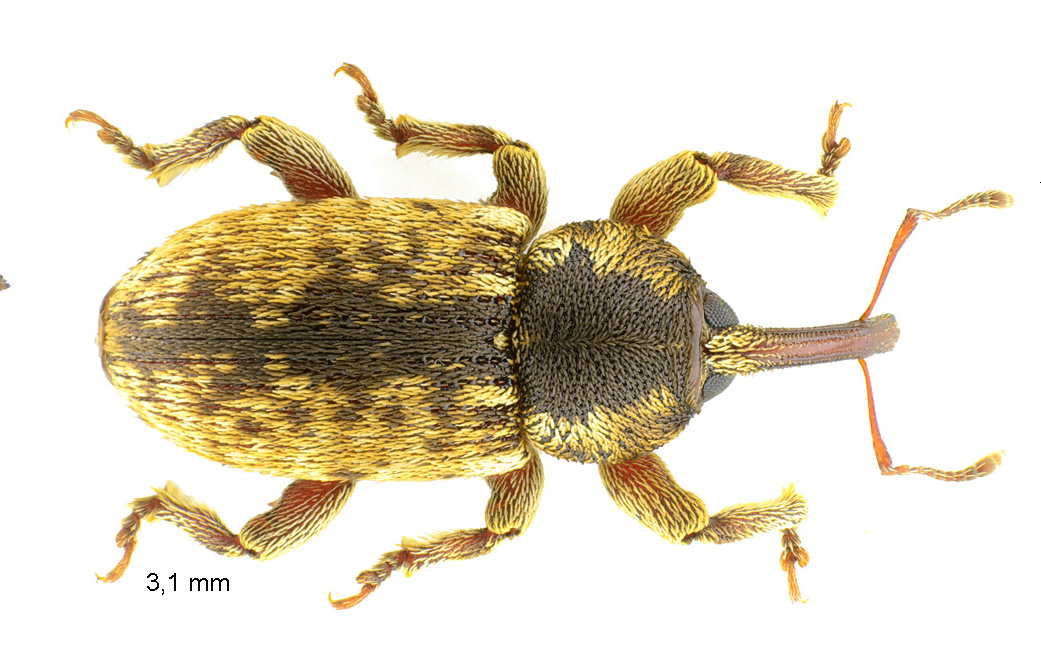 Pachytychius haematocephalus (Gyllenhal, 1835)